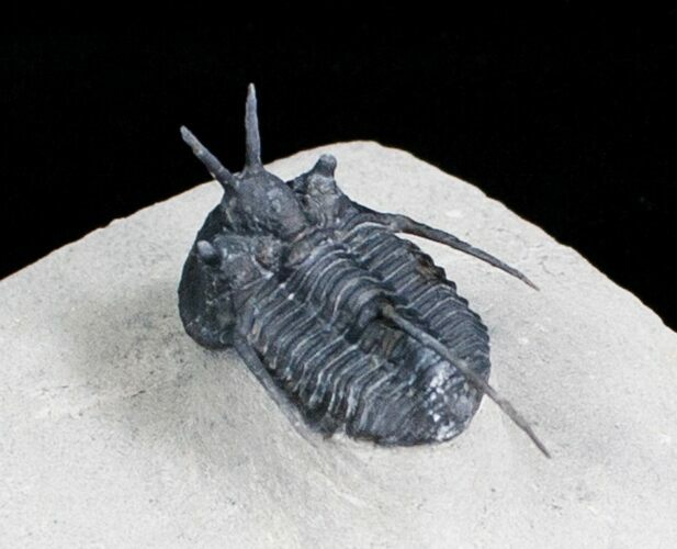 Devil Horned Cyphaspis Trilobite - Great Spines #3969